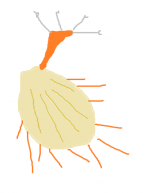 scallop.png